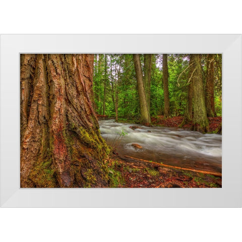 Woodsy White Modern Wood Framed Art Print by Sherrell, Bill