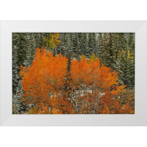 Aspen Flames White Modern Wood Framed Art Print by Sherrell, Bill