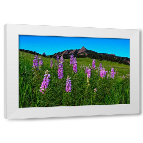 Spring Wildflowers At The Flatirons White Modern Wood Framed Art Print by Sherrell, Bill
