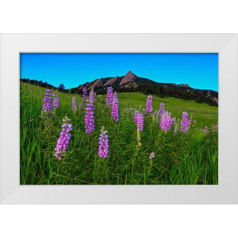Spring Wildflowers At The Flatirons White Modern Wood Framed Art Print by Sherrell, Bill