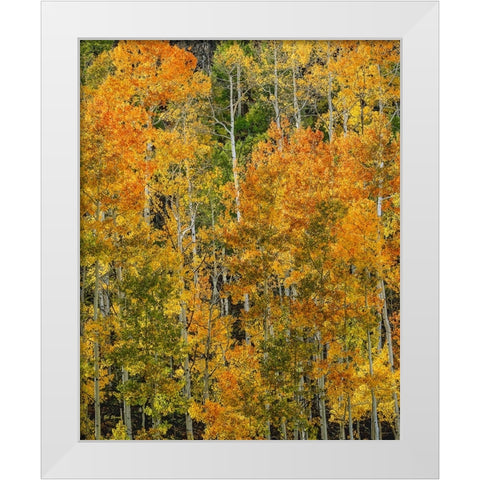 Transcending Illumination White Modern Wood Framed Art Print by Sherrell, Bill
