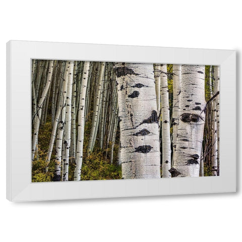Trunks White Modern Wood Framed Art Print by Sherrell, Bill
