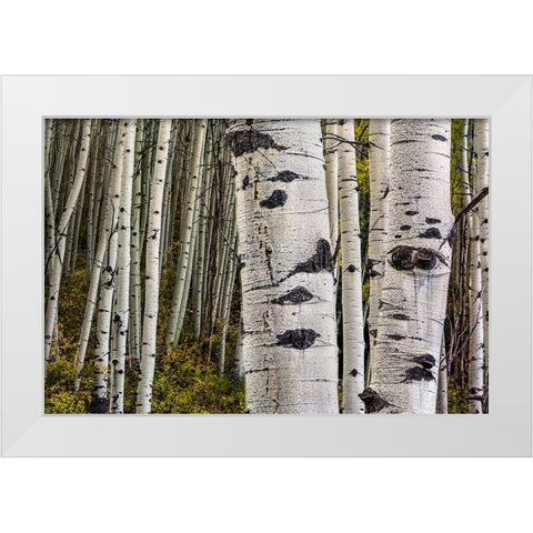 Trunks White Modern Wood Framed Art Print by Sherrell, Bill