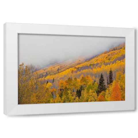 An Autumn Revelation White Modern Wood Framed Art Print by Sherrell, Bill