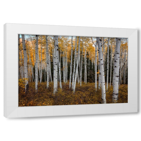 Aspen Forest In Autumn White Modern Wood Framed Art Print by Sherrell, Bill