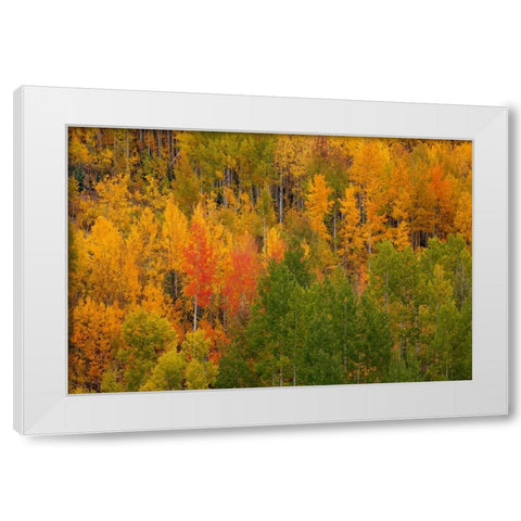 Autumn Contrast 2 White Modern Wood Framed Art Print by Sherrell, Bill