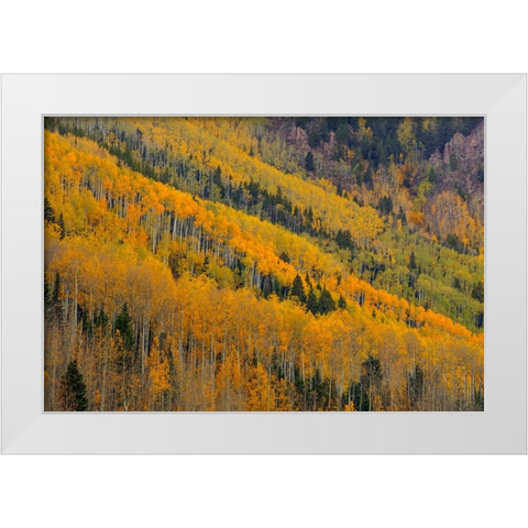 Autumn Rows White Modern Wood Framed Art Print by Sherrell, Bill