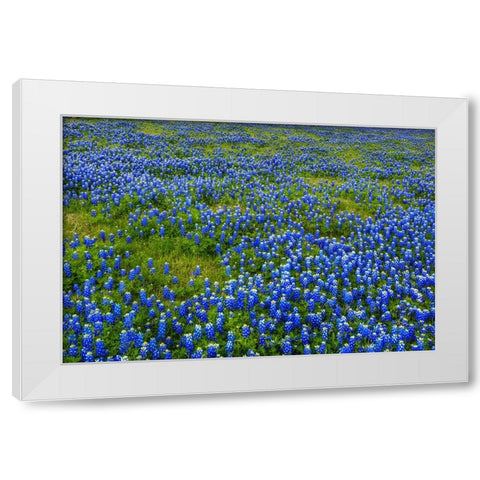 Bluebonnet Meadow White Modern Wood Framed Art Print by Sherrell, Bill