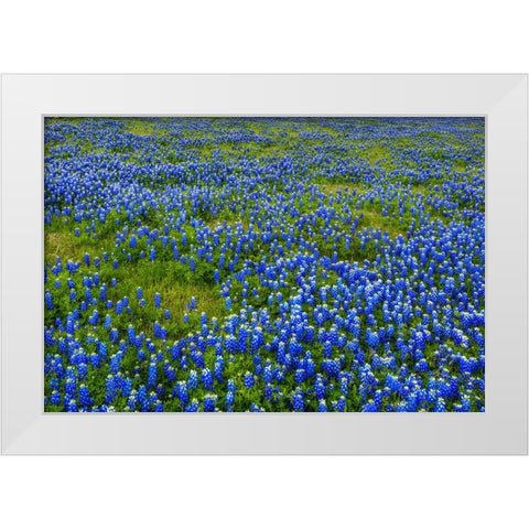 Bluebonnet Meadow White Modern Wood Framed Art Print by Sherrell, Bill