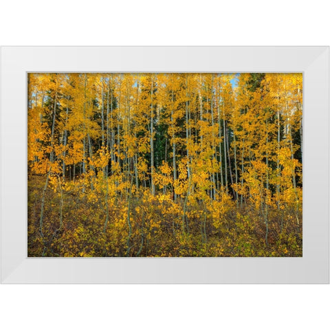 Bursting Into Autumn White Modern Wood Framed Art Print by Sherrell, Bill