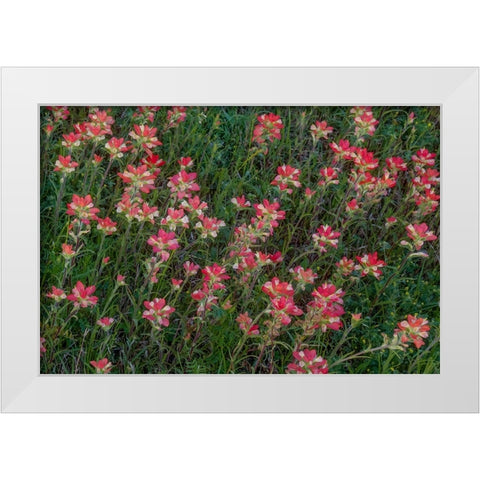 Indian Paintbrush White Modern Wood Framed Art Print by Sherrell, Bill