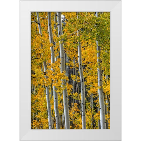 Lines Of Grace White Modern Wood Framed Art Print by Sherrell, Bill
