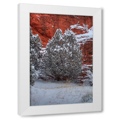 Snow Trees Against  A Canyon Wall White Modern Wood Framed Art Print by Sherrell, Bill