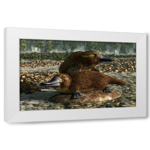 Platypuses White Modern Wood Framed Art Print by Eskridge, Daniel