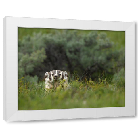 Badger Peek a Boo YNP White Modern Wood Framed Art Print by Galloimages Online