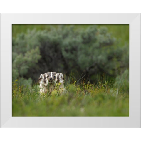 Badger Peek a Boo YNP White Modern Wood Framed Art Print by Galloimages Online