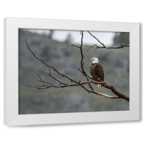 Bald Eagle Perched in YNP White Modern Wood Framed Art Print by Galloimages Online