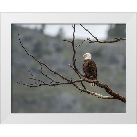 Bald Eagle Perched in YNP White Modern Wood Framed Art Print by Galloimages Online