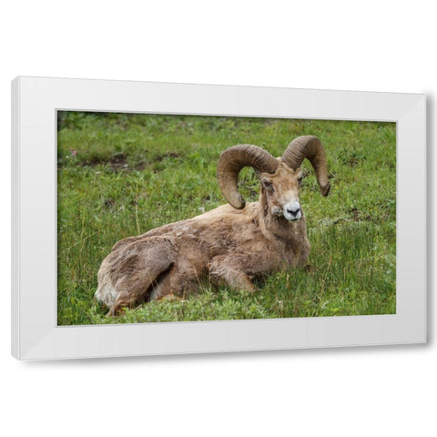 Big Horn Ram Yellowstone White Modern Wood Framed Art Print by Galloimages Online