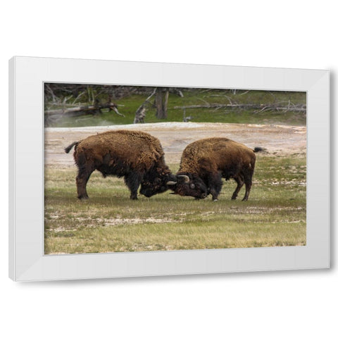 Bison Bulls Sparing YNP White Modern Wood Framed Art Print by Galloimages Online