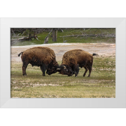 Bison Bulls Sparing YNP White Modern Wood Framed Art Print by Galloimages Online