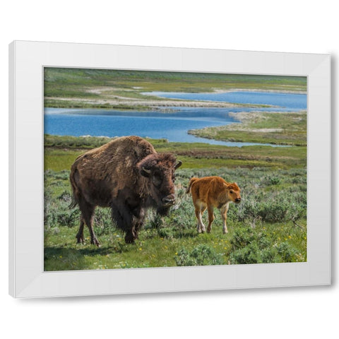 Bison Cow and Calf YNP White Modern Wood Framed Art Print by Galloimages Online