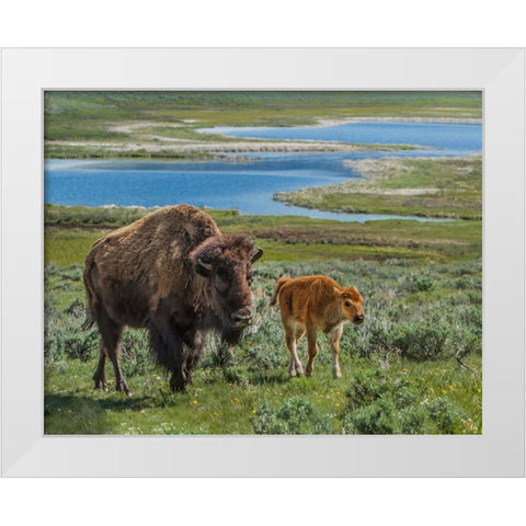 Bison Cow and Calf YNP White Modern Wood Framed Art Print by Galloimages Online