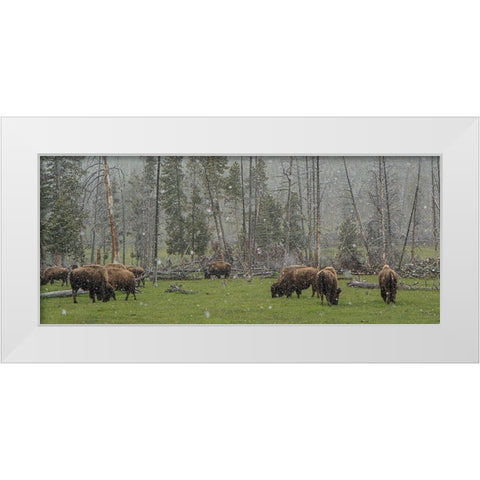 Bison Grazing in Snow YNP White Modern Wood Framed Art Print by Galloimages Online