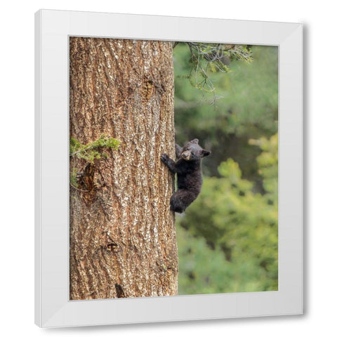 Black Bear Cub Climbing YNP White Modern Wood Framed Art Print by Galloimages Online