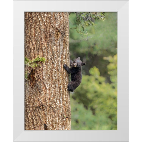 Black Bear Cub Climbing YNP White Modern Wood Framed Art Print by Galloimages Online