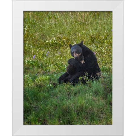 Black Bear Hugging Cub White Modern Wood Framed Art Print by Galloimages Online