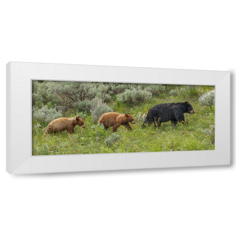 Â Sow and Cubs Walking White Modern Wood Framed Art Print by Galloimages Online