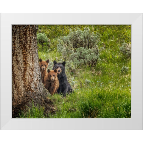 Sow and Cubs Family White Modern Wood Framed Art Print by Galloimages Online