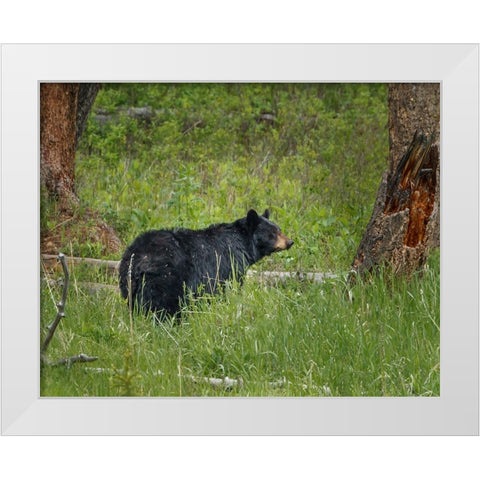 Black Bear Sow Watching Cubs YNP White Modern Wood Framed Art Print by Galloimages Online