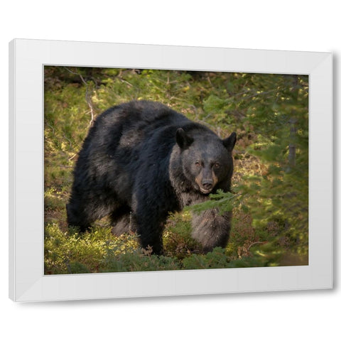 Black Bear Sow YNP White Modern Wood Framed Art Print by Galloimages Online