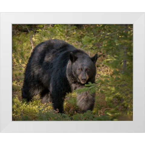 Black Bear Sow YNP White Modern Wood Framed Art Print by Galloimages Online