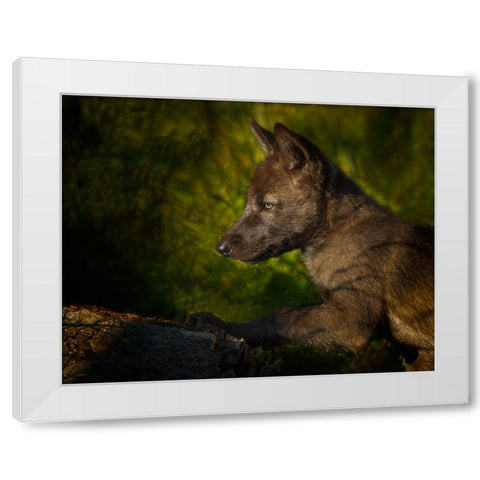 Black Wolf Pup White Modern Wood Framed Art Print by Galloimages Online