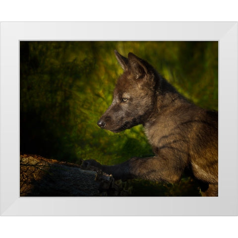Black Wolf Pup White Modern Wood Framed Art Print by Galloimages Online