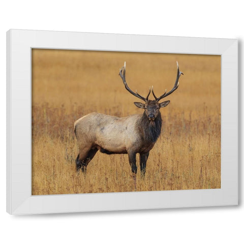 Bull Elk YNP White Modern Wood Framed Art Print by Galloimages Online