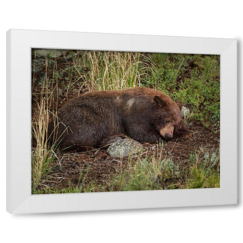 Cinnamon Bear Sleeps YNP White Modern Wood Framed Art Print by Galloimages Online