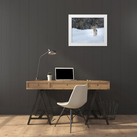 Coyote in Snow YNP White Modern Wood Framed Art Print by Galloimages Online