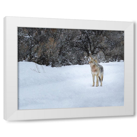 Coyote in Snow YNP White Modern Wood Framed Art Print by Galloimages Online