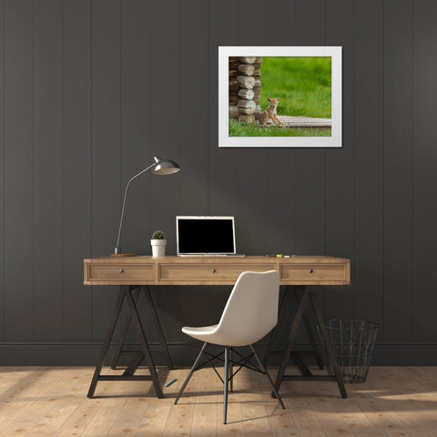 Coyote Pup on Log Cabin Porch White Modern Wood Framed Art Print by Galloimages Online