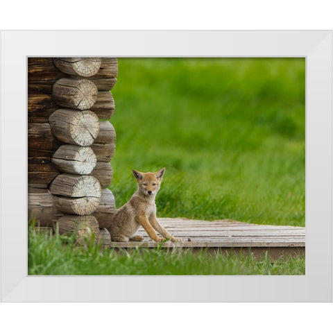 Coyote Pup on Log Cabin Porch White Modern Wood Framed Art Print by Galloimages Online