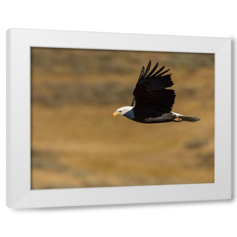 Eagle Flying YNP White Modern Wood Framed Art Print by Galloimages Online