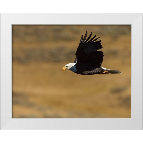 Eagle Flying YNP White Modern Wood Framed Art Print by Galloimages Online