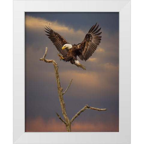 Eagle Landing on Branch White Modern Wood Framed Art Print by Galloimages Online