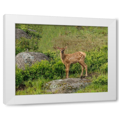 Elk Calf YNP White Modern Wood Framed Art Print by Galloimages Online