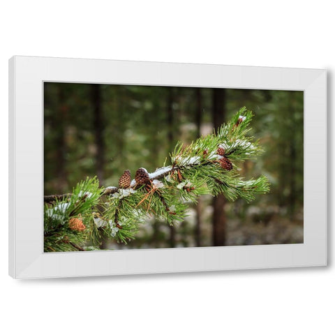 First Snowfall YNP White Modern Wood Framed Art Print by Galloimages Online