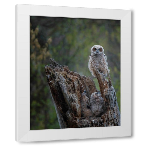 Great Horned Owlets White Modern Wood Framed Art Print by Galloimages Online